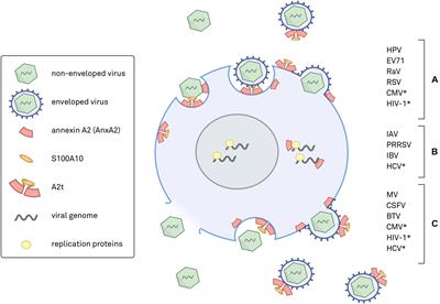 <mark class="highlighted">Annexin A2</mark> in Virus Infection